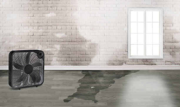 Best Basement water damage restoration  in Dry Ridge, OH
