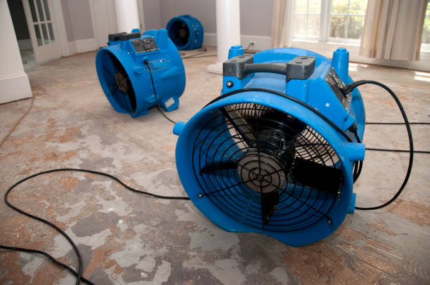 Best Professional water damage repair  in Dry Ridge, OH